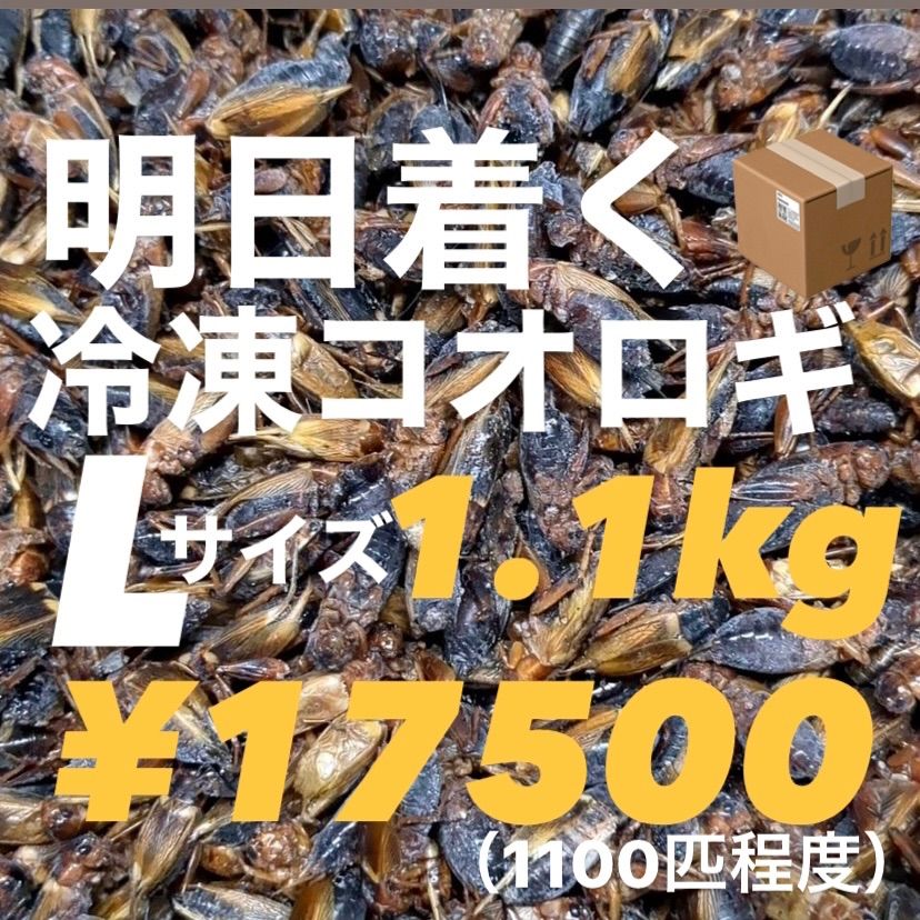 明日着く！発送早い！冷凍コオロギ Lサイズ1.1kg 2〜3㎝前後