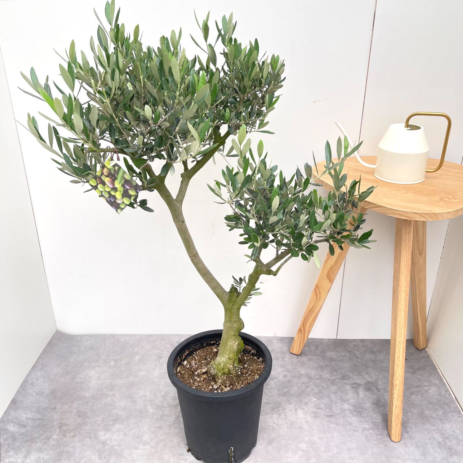 オリーブ ルッカ 11 現品 観葉植物 創樹 SOUJU 8号