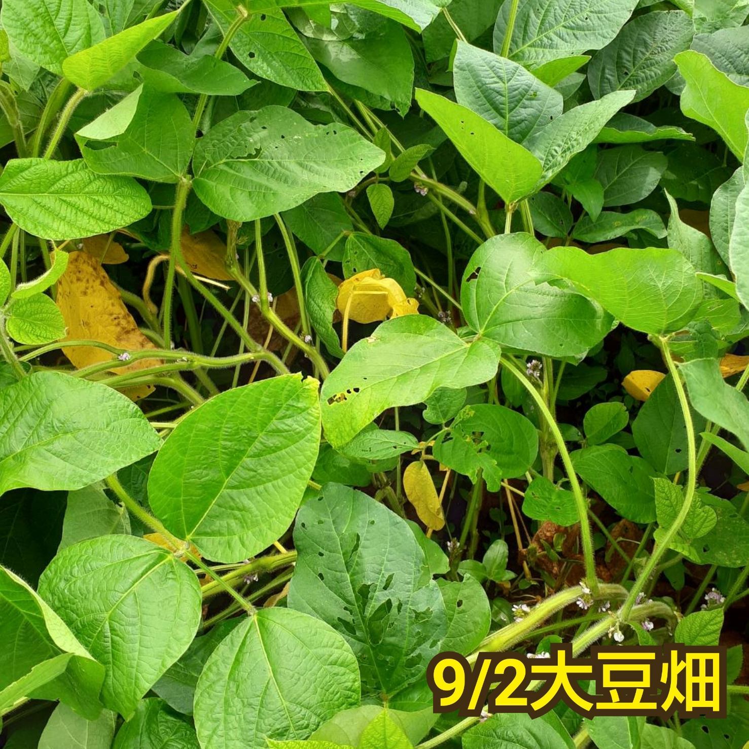 自然栽培　幻の大豆『八天狗』8kg×2 熊本県産 熊本産在来種「自然栽培大豆・八天狗」(農薬不使用・無肥料) えと菜園