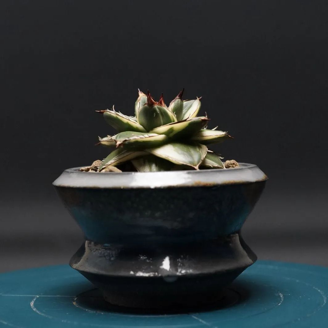 ⭐︎専用中⭐︎アガベ　ピンキー　プレステラ90 Agave filifera 'Pinky'