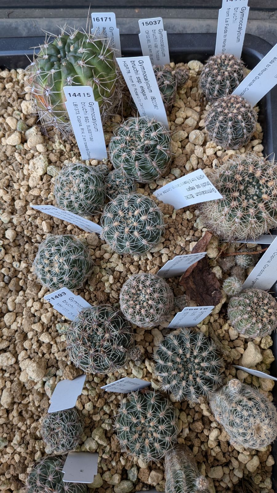 苗フルセット ブルチー