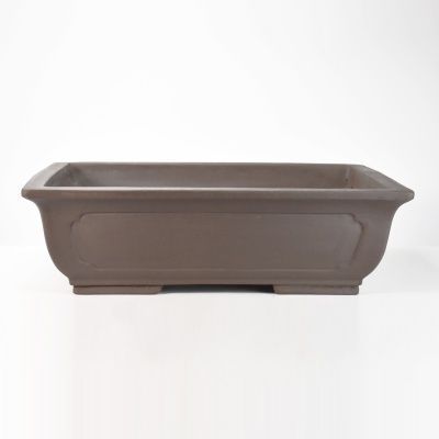 セッコクの大株です 縦横30cmくらいです 1週間くらいで発送出来ます