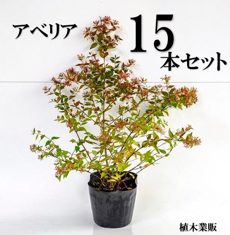 15本セット アベリア樹高0.4m前後15cmポット