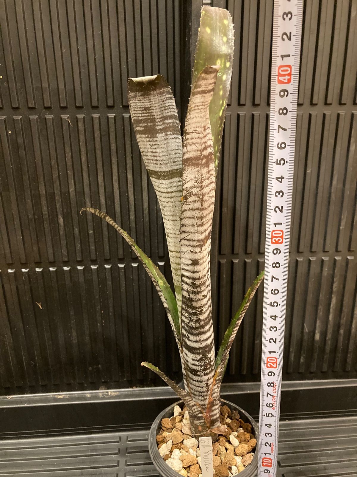 クリストフル パール トレイ 大 布袋付き