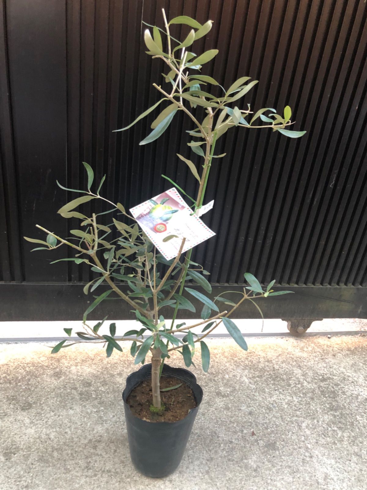 オリーブの木 カラマタ 接ぎ木苗 希少品種 - 植物/観葉植物