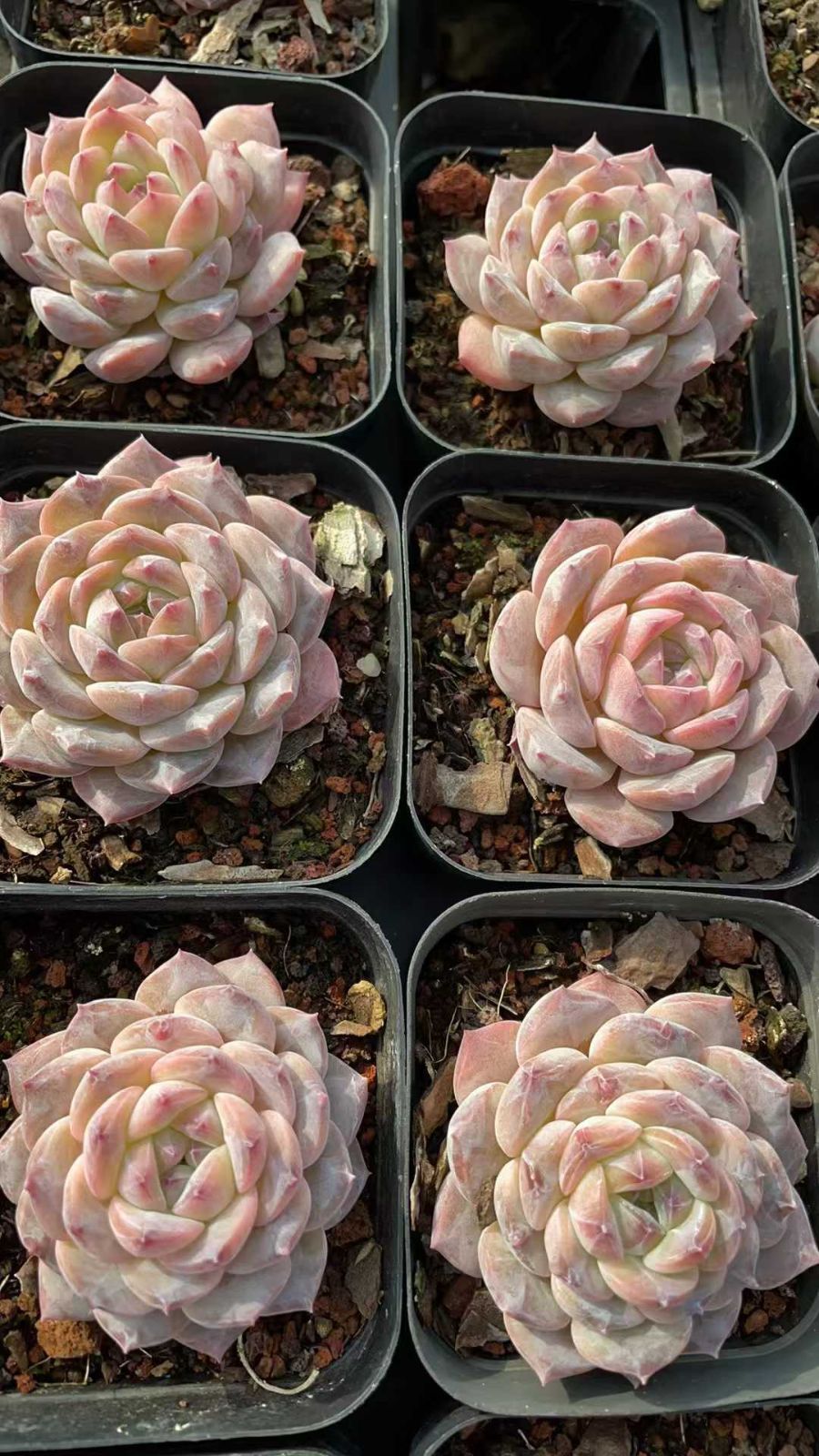 50株の抜き苗セット】チェリー・レッド 多肉植物 佐川急便発送