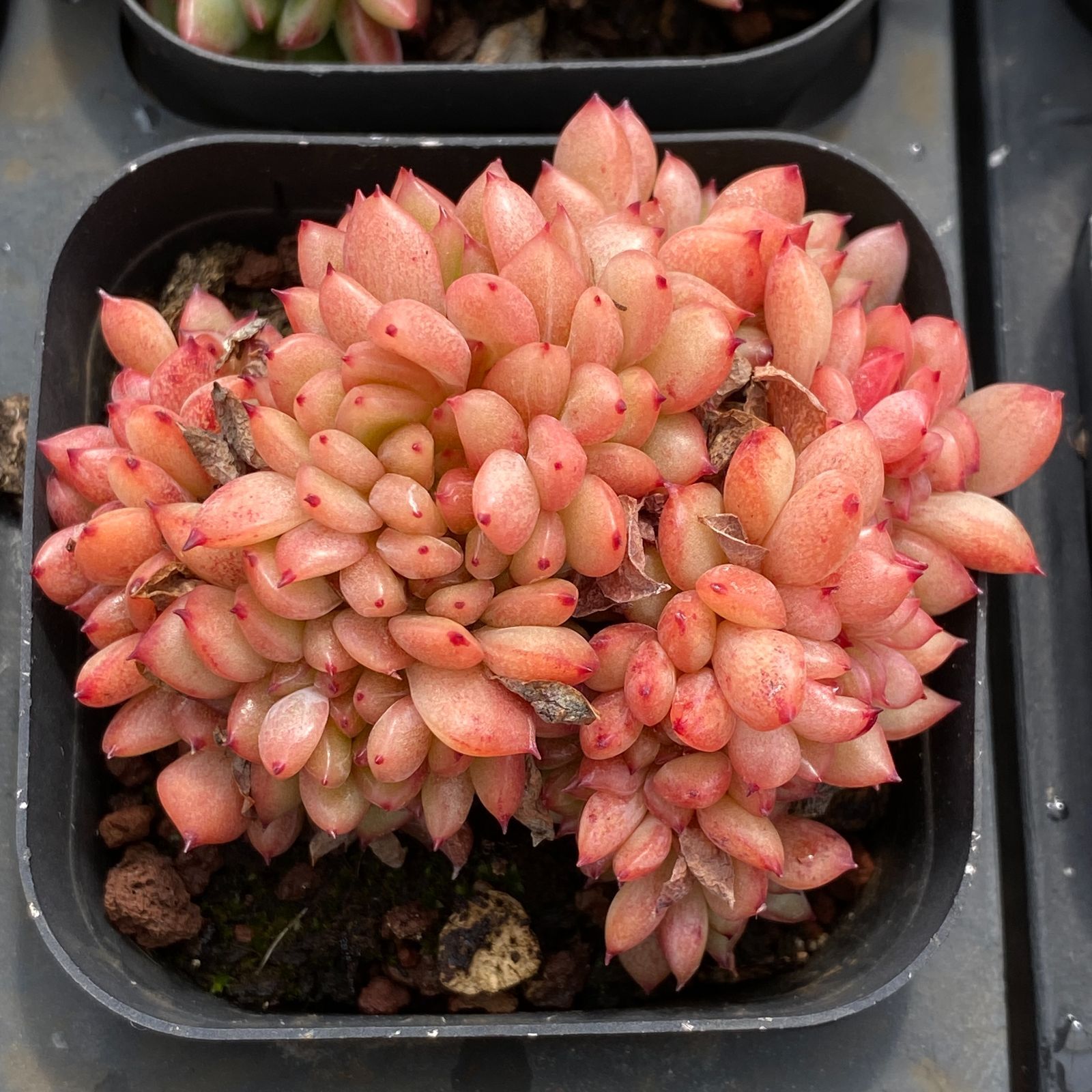 エケベリア 韓国苗