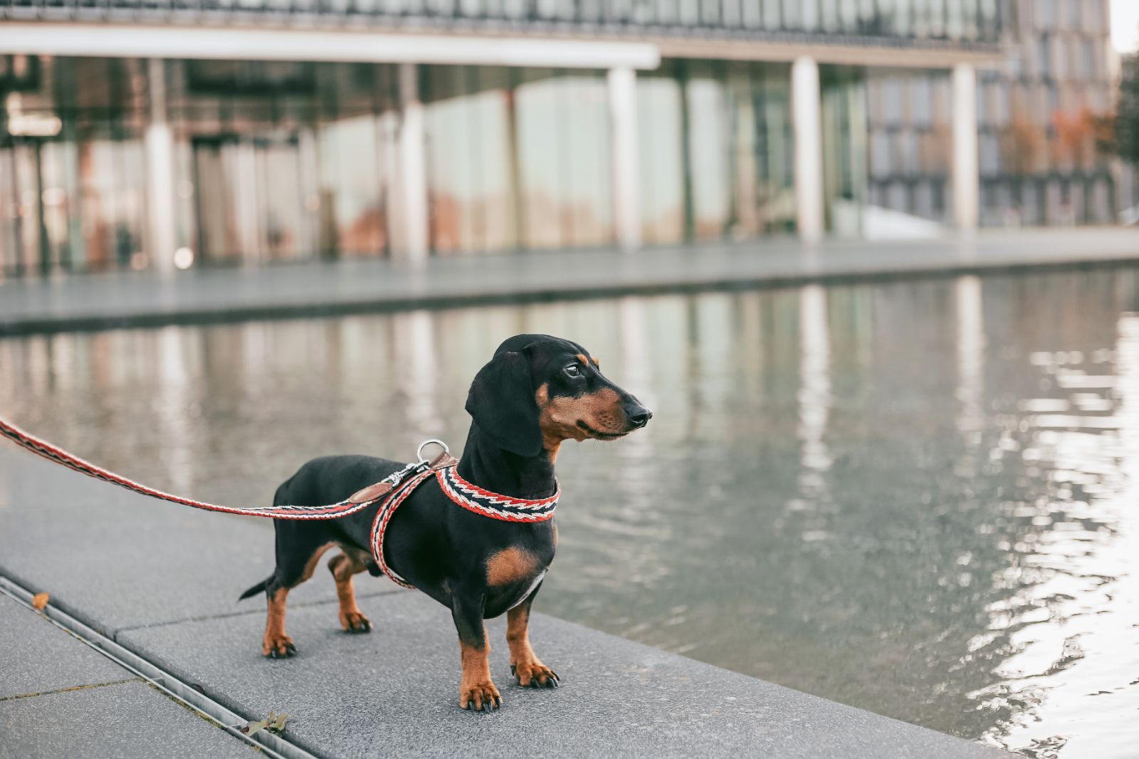 小型犬中型犬