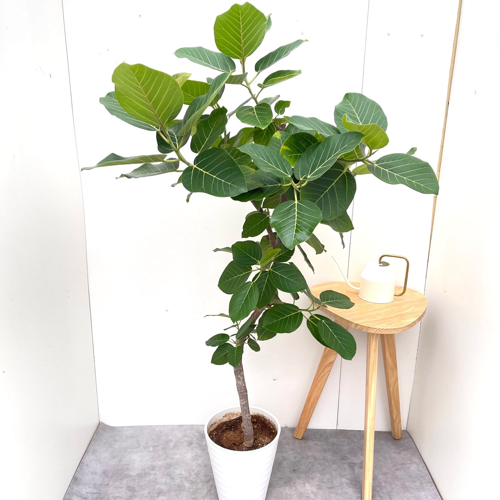 観葉植物