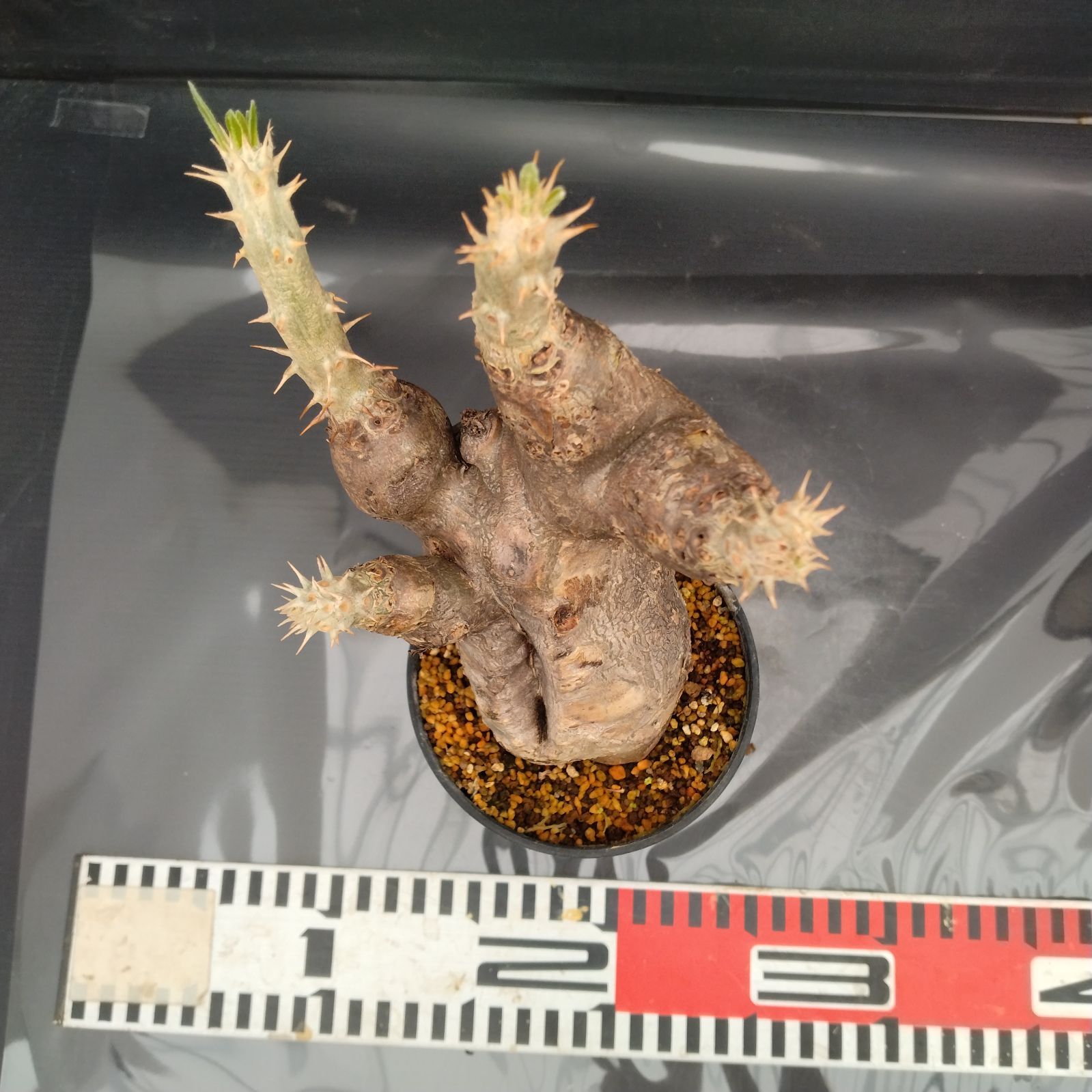 Z127【自社養生株】パキポディウム エニグマティクム（現地球