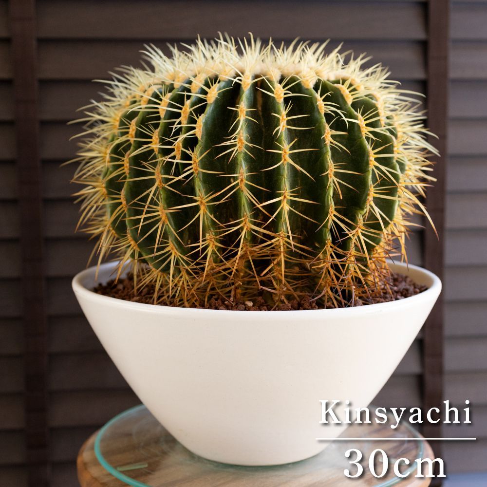 エキノカクタス 綾波モンストローサ(D) 専用 綾波モンスト 、魔天竜