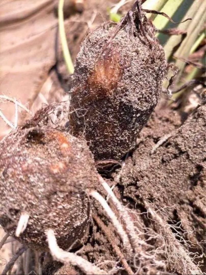 鳥取県産】黄金里芋 女早生芋 宅急便 10kg さといも サトイモ 山芋 - メルカリ