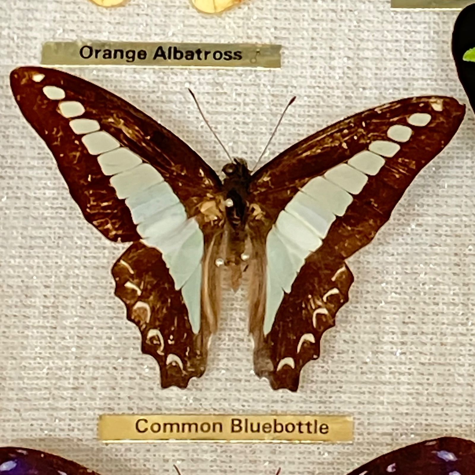 イシガケチョウ