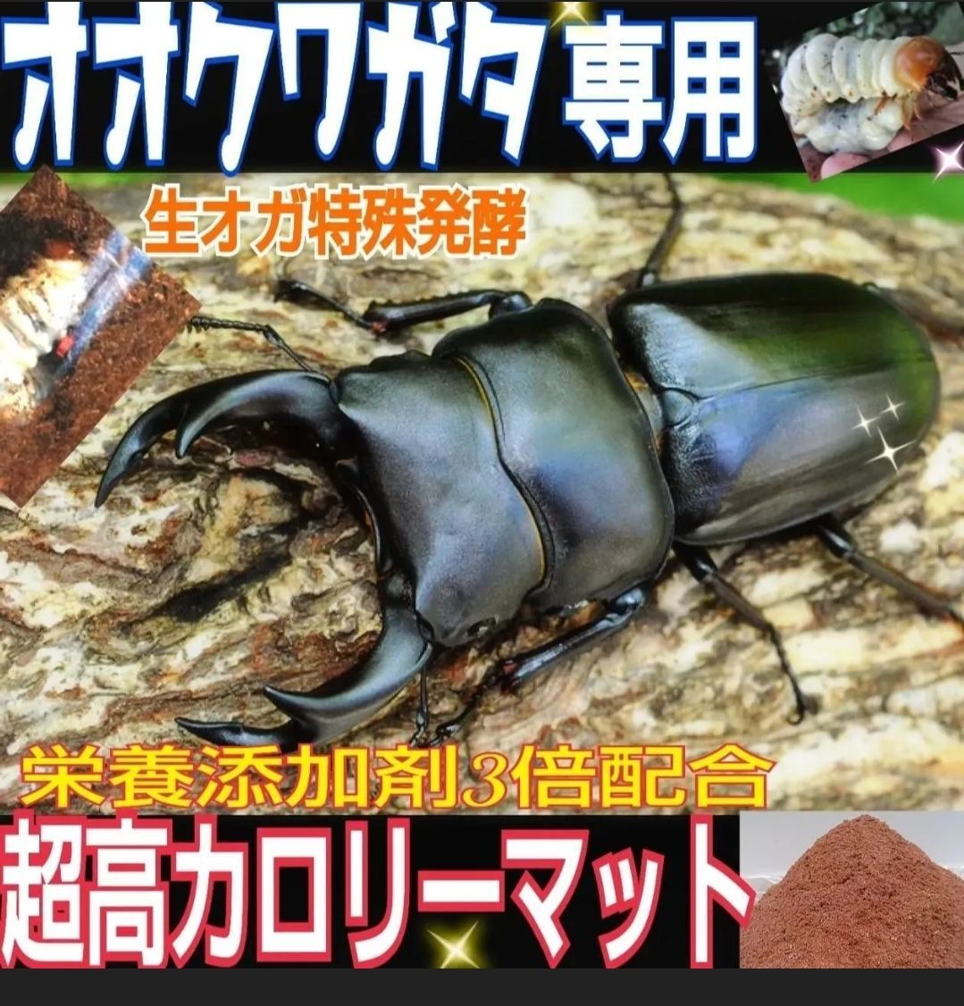 フタマタクワガタにもお薦め