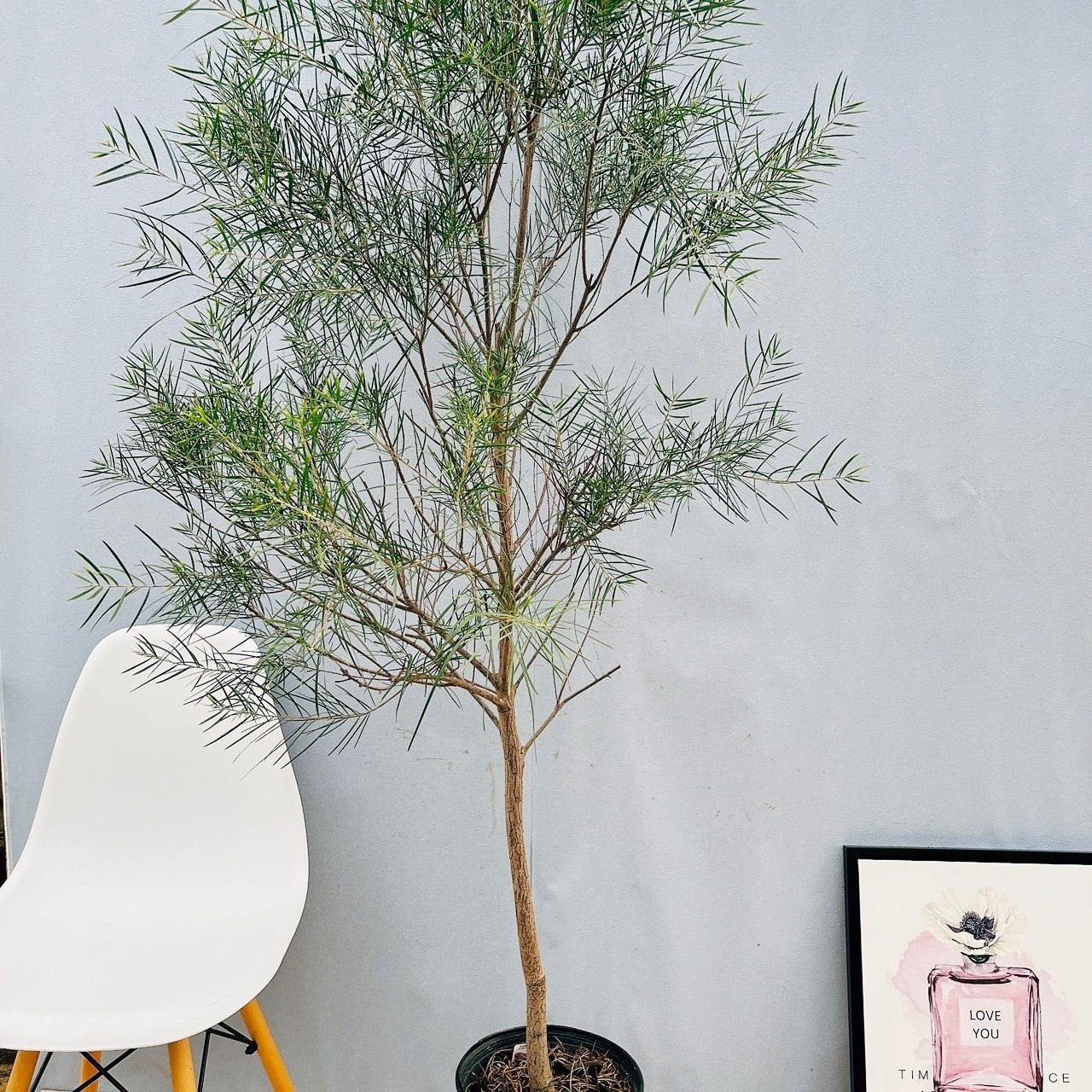 在庫］ビッグサイズ！！ アカシア フロリバンダ 8号 観葉植物