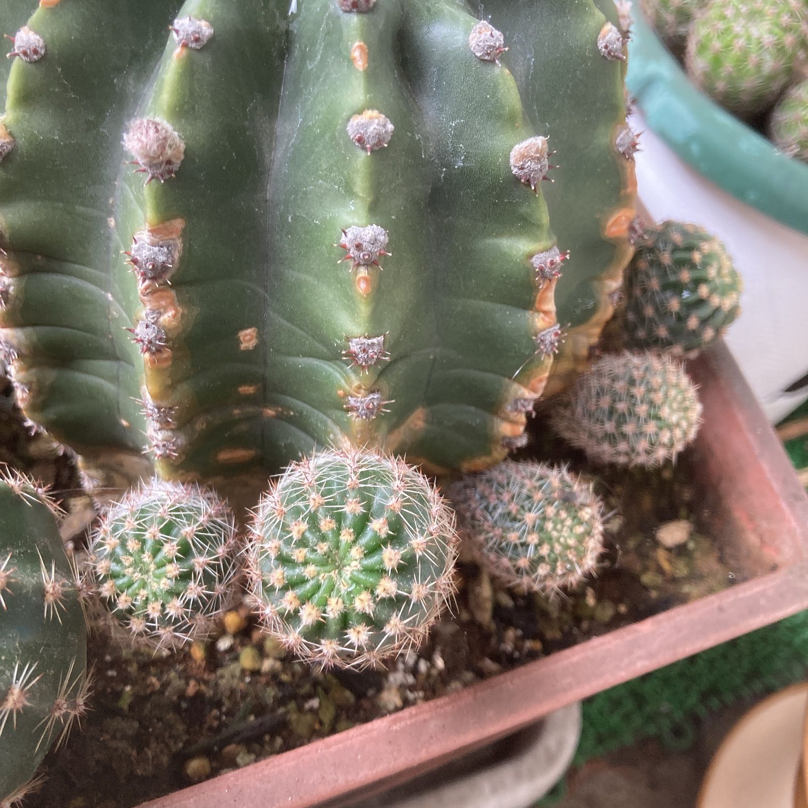 植物引退さん専用　ビースト　産　子株 住友化学園芸 オルトランDX粒剤 200g