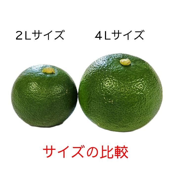 クール便 送料無料】すだち 徳島産 秀品 4L 1kg 箱入り（約24玉