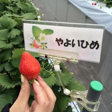 のサムネイル
