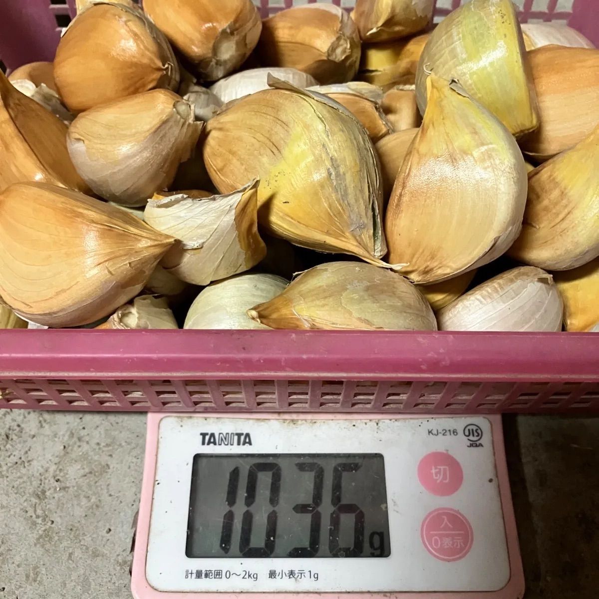 生は今だけ　農薬不使用　兵庫県産　ミニ生にんにく　9Kg 青森 にんにく 農薬不使用