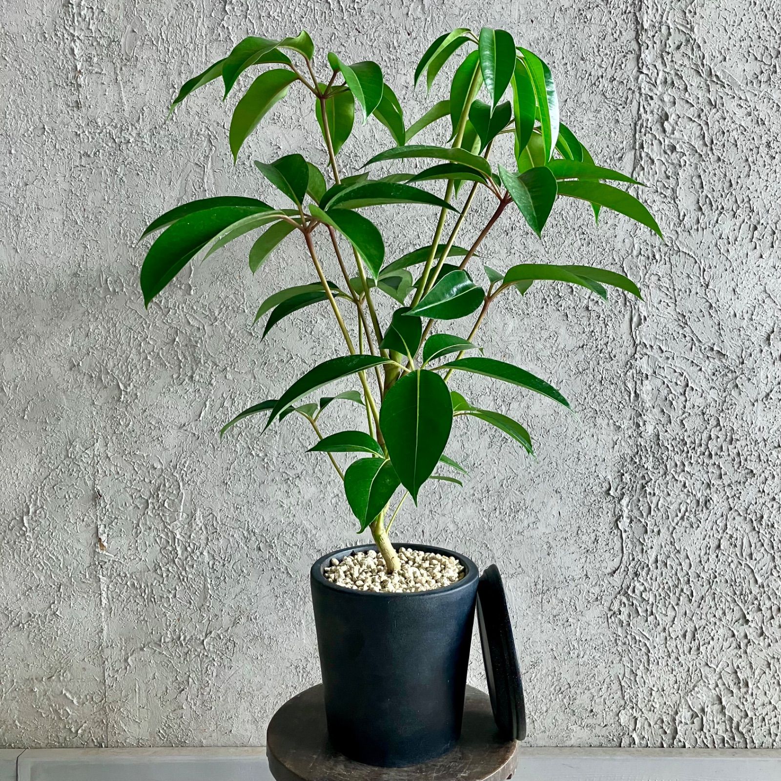 Platycerium 'Mr.Yot hybrid' OC pup ビカクシダ Platycerium 'Mr.Yot hybrid' OC pup ビカクシダ