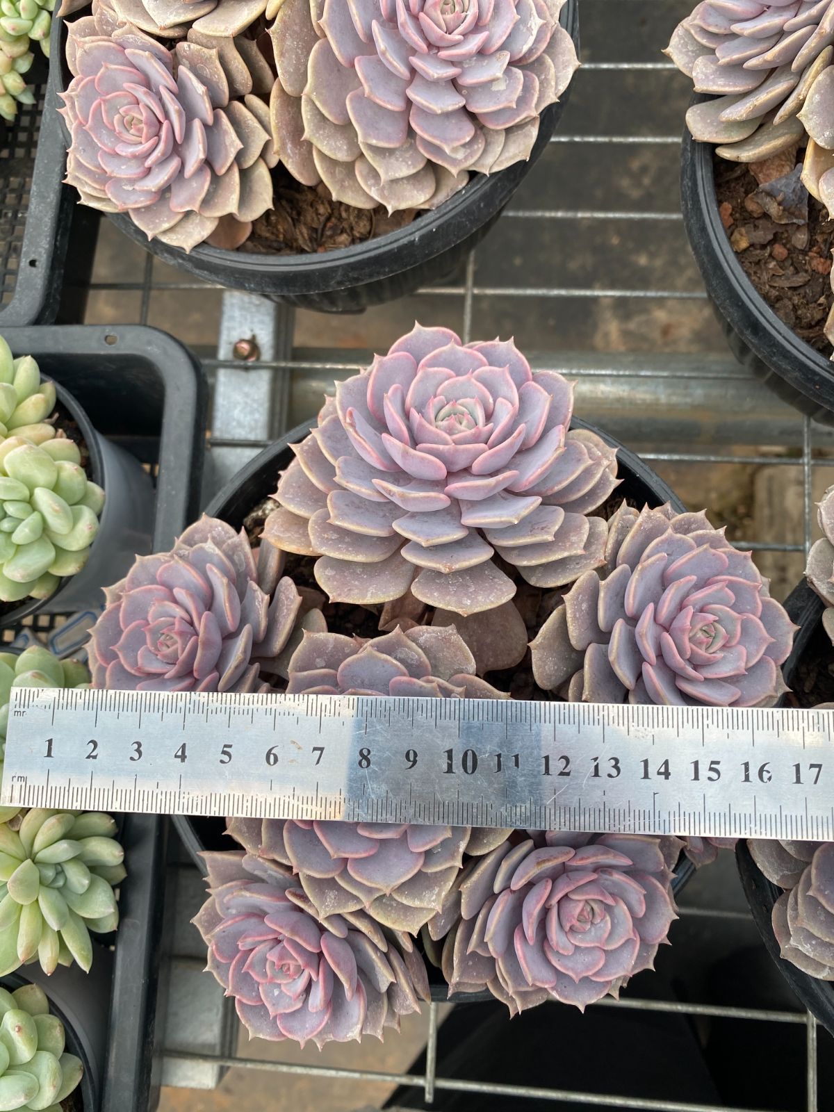 多肉植物 12品種♡抜き苗セット 多肉植物 12品種♡抜き苗セット