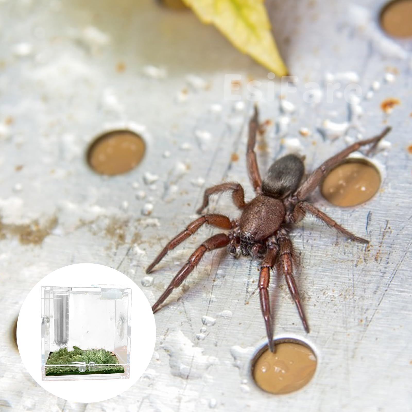 EsiFare ミニ爬虫類 5.2*5.2*5.2cm 蜘蛛 ケージ 飼育ケース 虫籠 EsiFare ミニ爬虫類 5.2*5.2*5.2cm 蜘蛛 ケージ 飼育ケース 虫籠