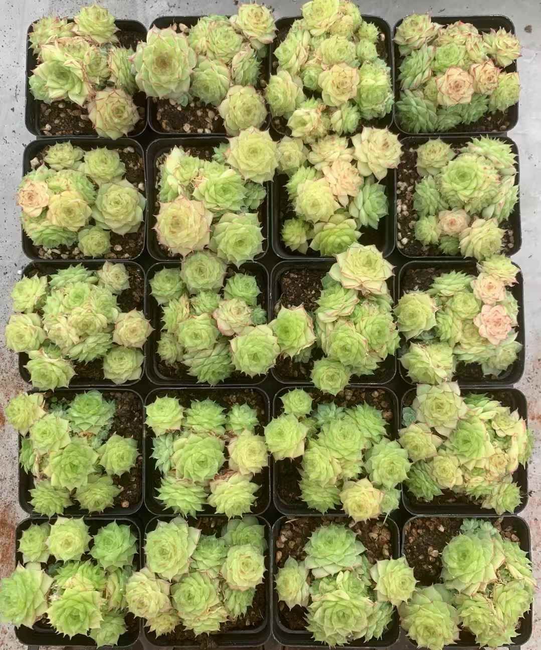 54株の抜き苗セット マルガン