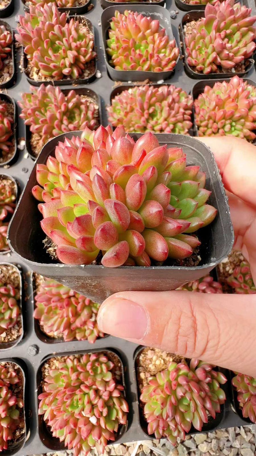 70株の抜き苗セット ルビー群生 多肉植物 佐川急便発送 エケベリア 韓国苗 LL2492