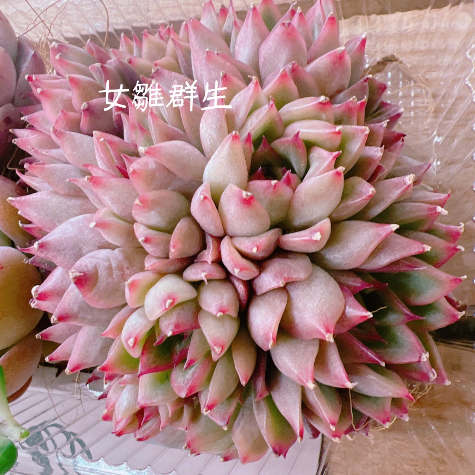 多肉植物 女雛群生 ＆ピンクの子セット 𝒩𝑜.3232 - メルカリ