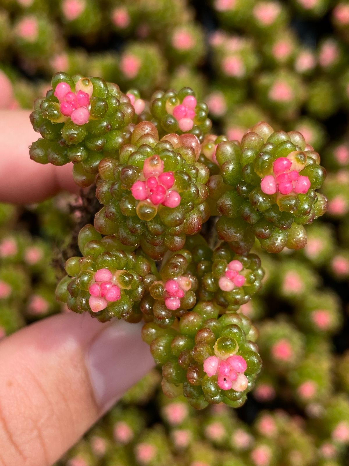 新発売 XQS114 レッドベリー 105苗セット 土と根付き 多肉植物 エケベリア 韓国苗 サボテン 詰め合わせ 寄せ植え