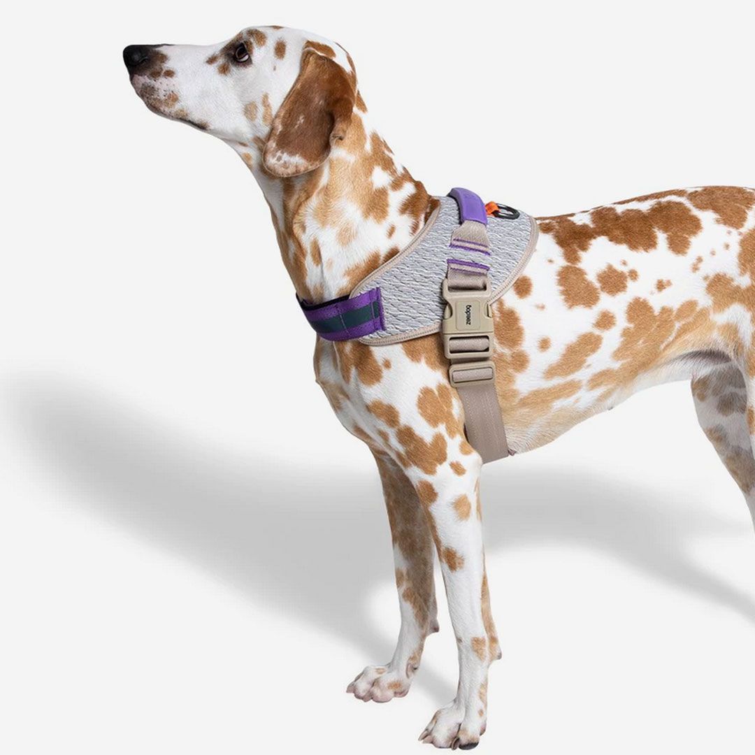 FLY HARNESS|フライハーネス