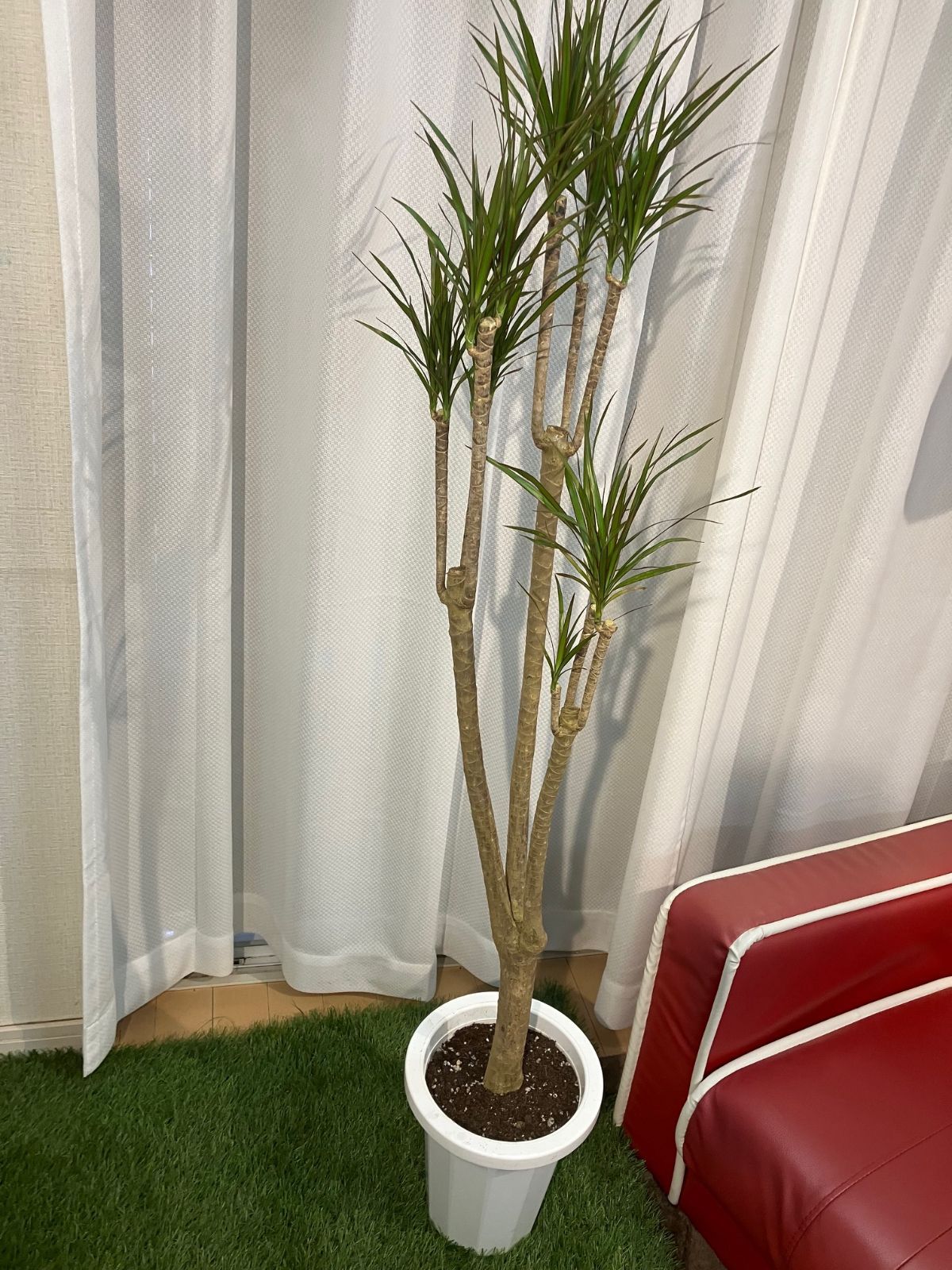 ドラセナ コンシンネ マジェンタ 1【現品】観葉植物 室内 大型 観葉