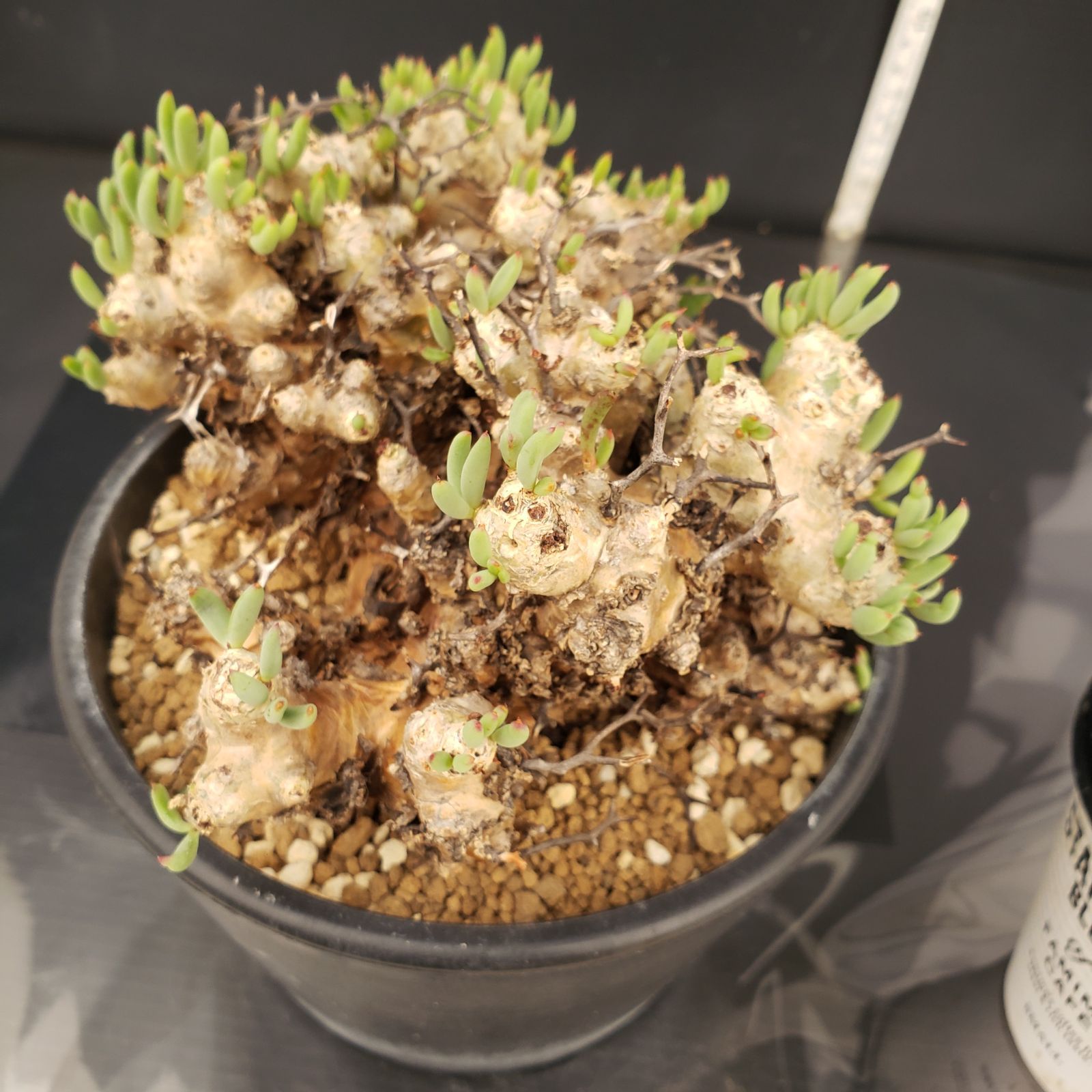 実生塊根！　万物想　チレコドン　多肉植物　塊根植物　レティキュラータス P396【自社養生株】チレコドン レティキュラータス 万物想(L
