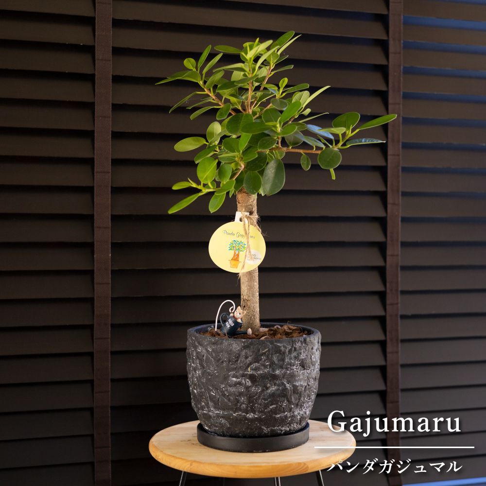 パンダガジュマル　斑入り　接木　6号鉢 パンダガジュマル 斑入り 接木 6号サイズ パンダガジュマル 6号 陶器鉢