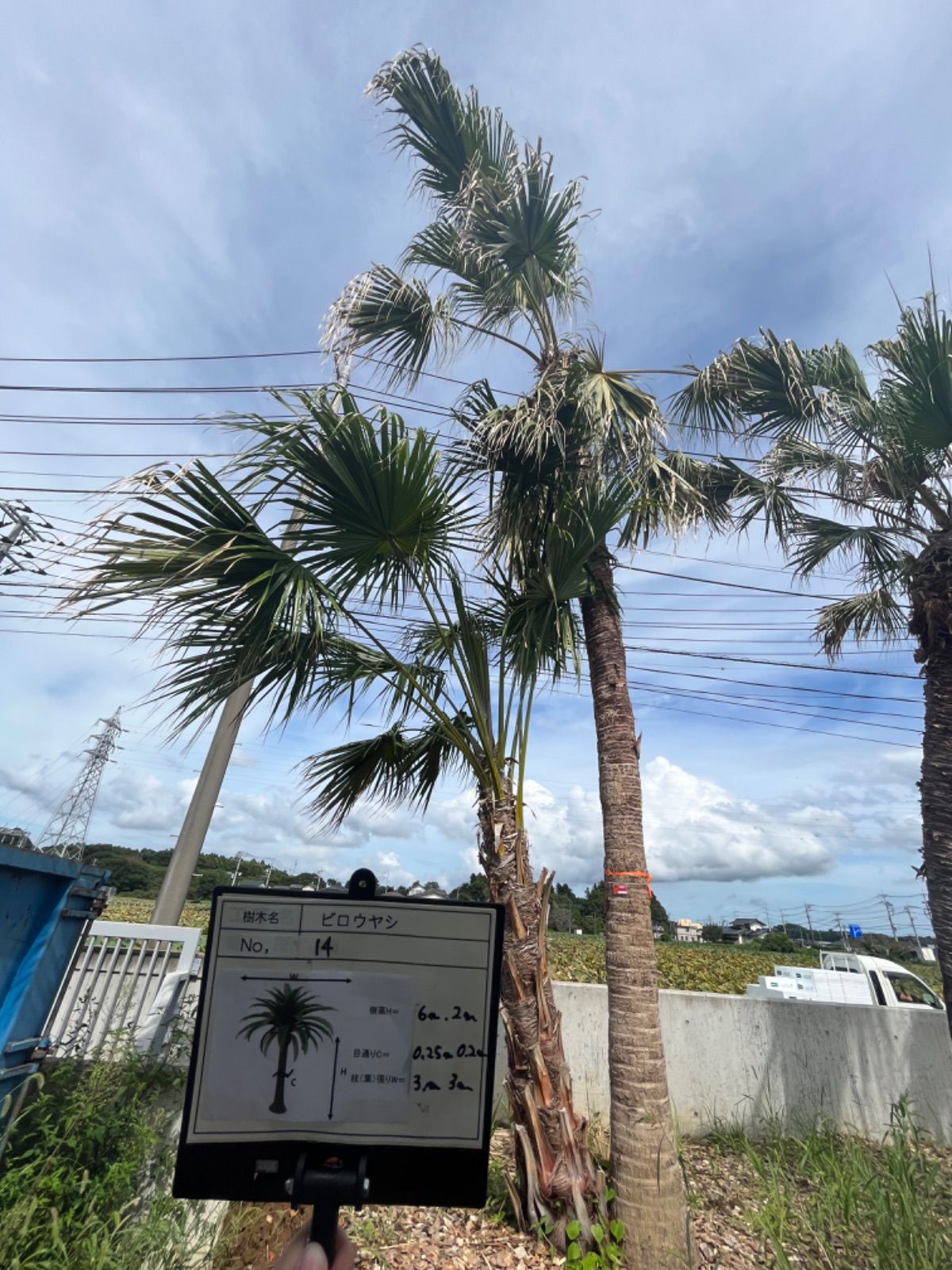 専用ビロウヤシ ヤシの木 ビロウヤシ 6号鉢植え : 苗木部 花ひろばオンライン