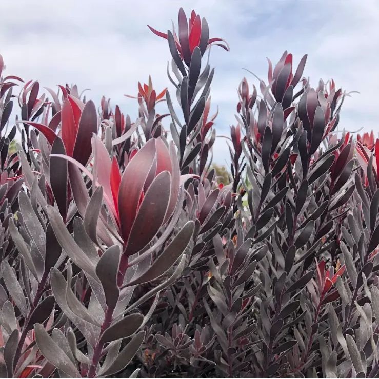 リューカデンドロン デュリフ オージープランツ 観葉植物 ...