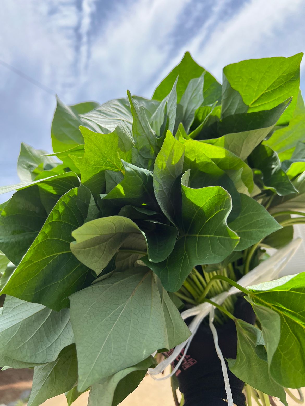 さつまいも苗【紅はるか500本】【ウイルスフリー切り苗】