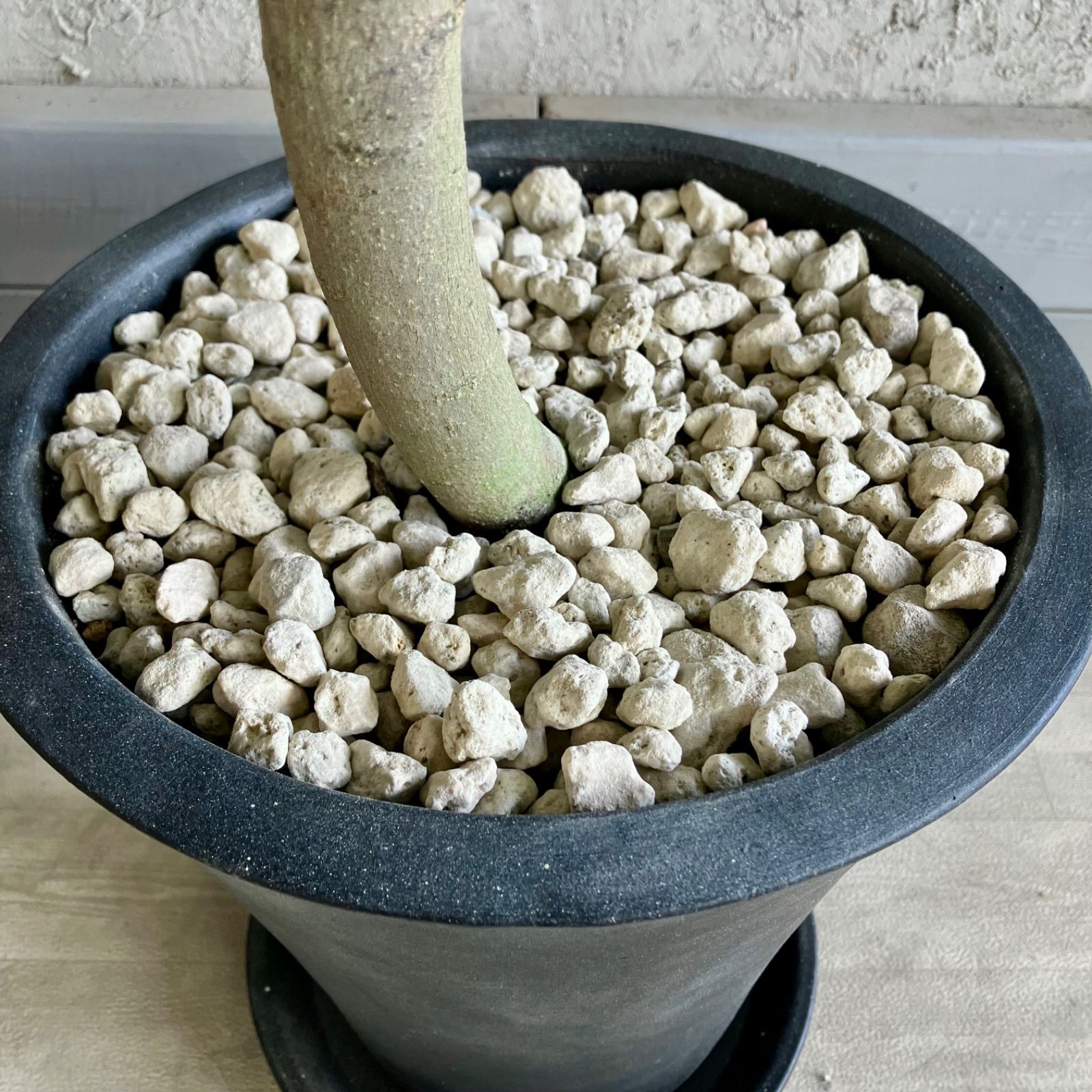 大型