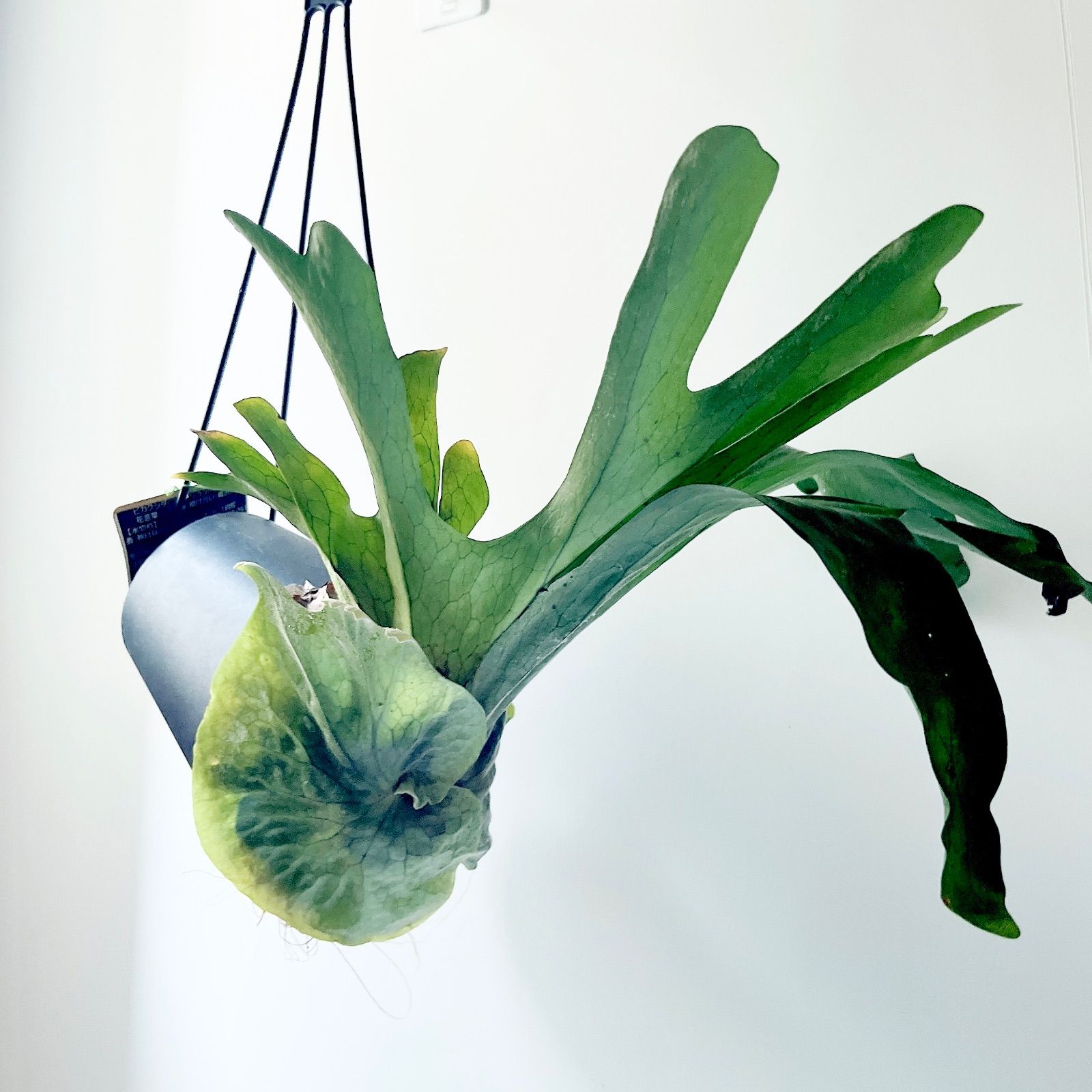 観葉植物 calm