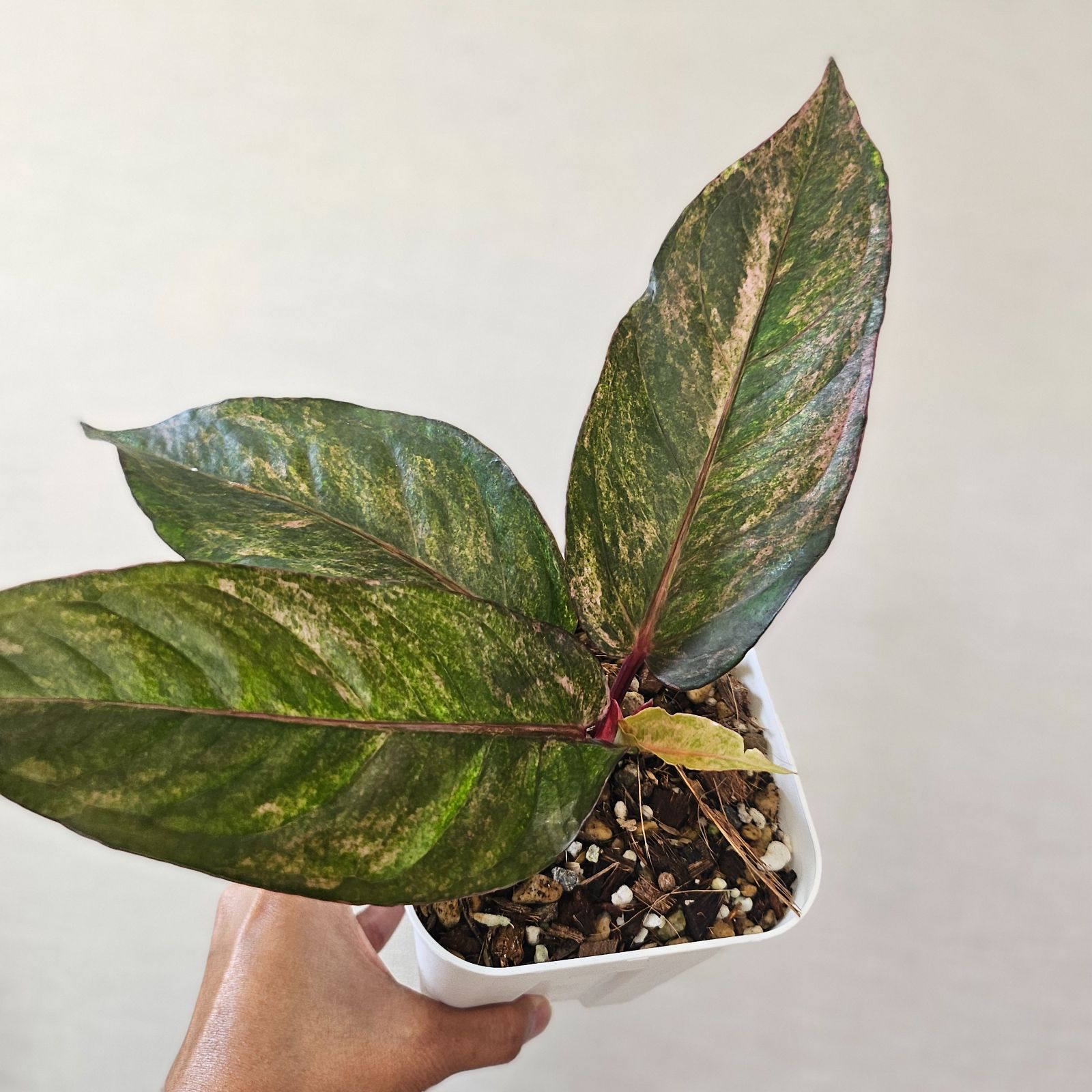 ♡レア♡《Anthurium Renaissance Var.》アンスリウム