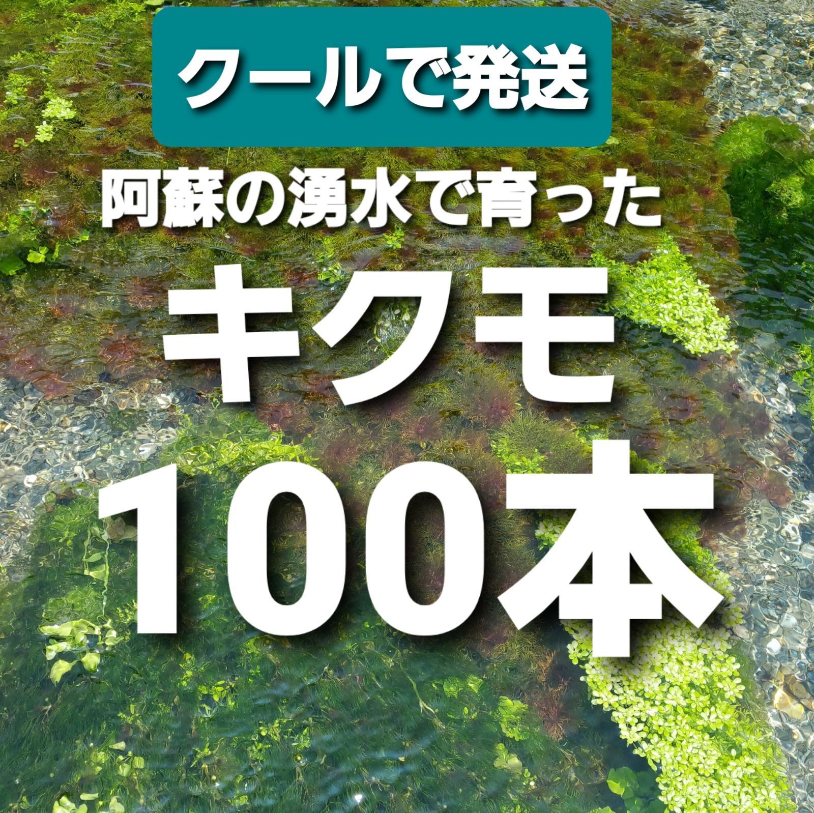 海外販売× クールで発送 阿蘇の湧水で育った水草 天然アナカリス