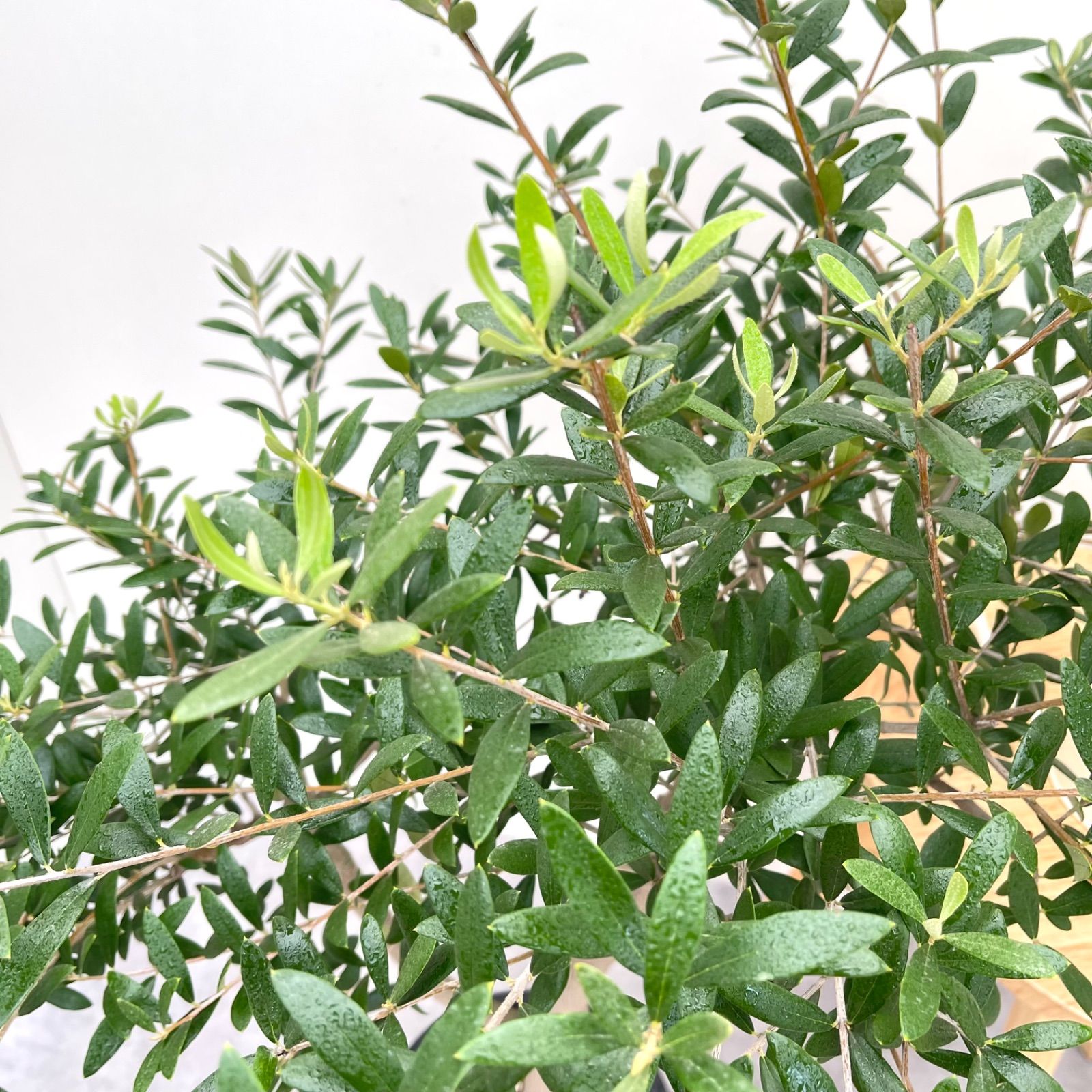 ネバディロブランコ