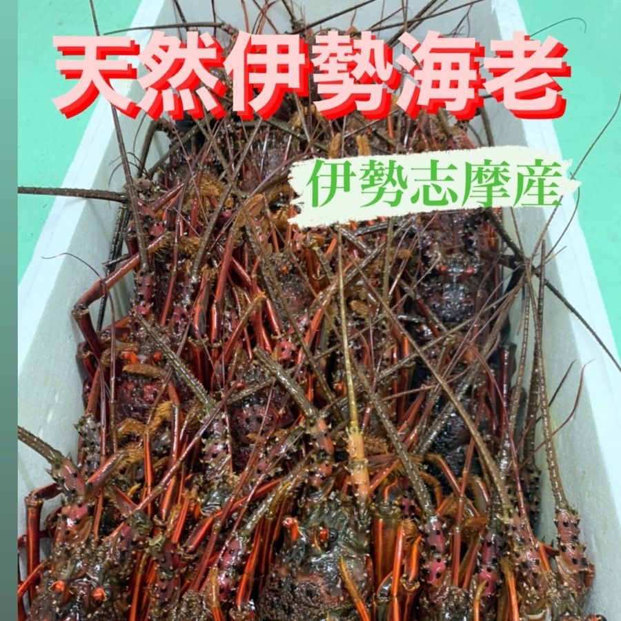 伊勢志摩産 伊勢海老1kg?販売開始