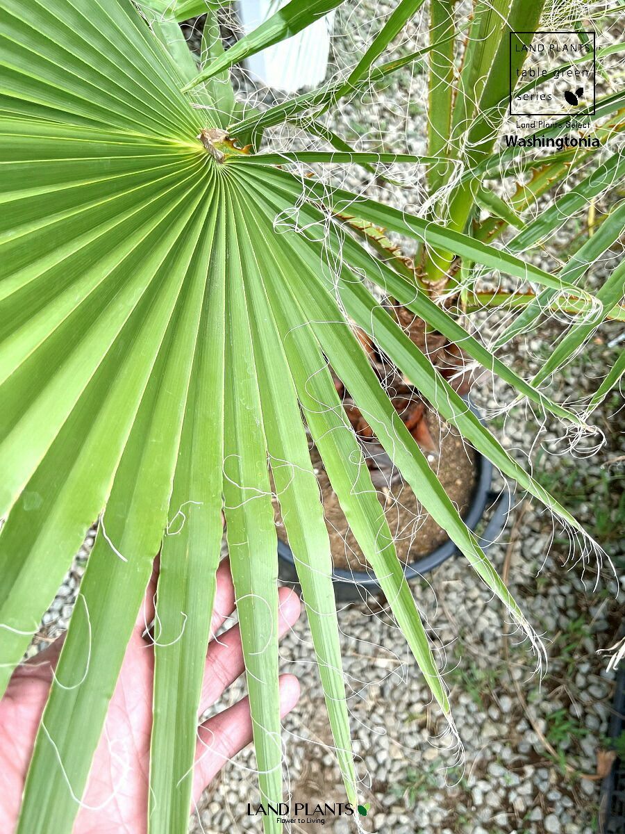 ワシントンヤシ (苗木12本) - 植物/観葉植物