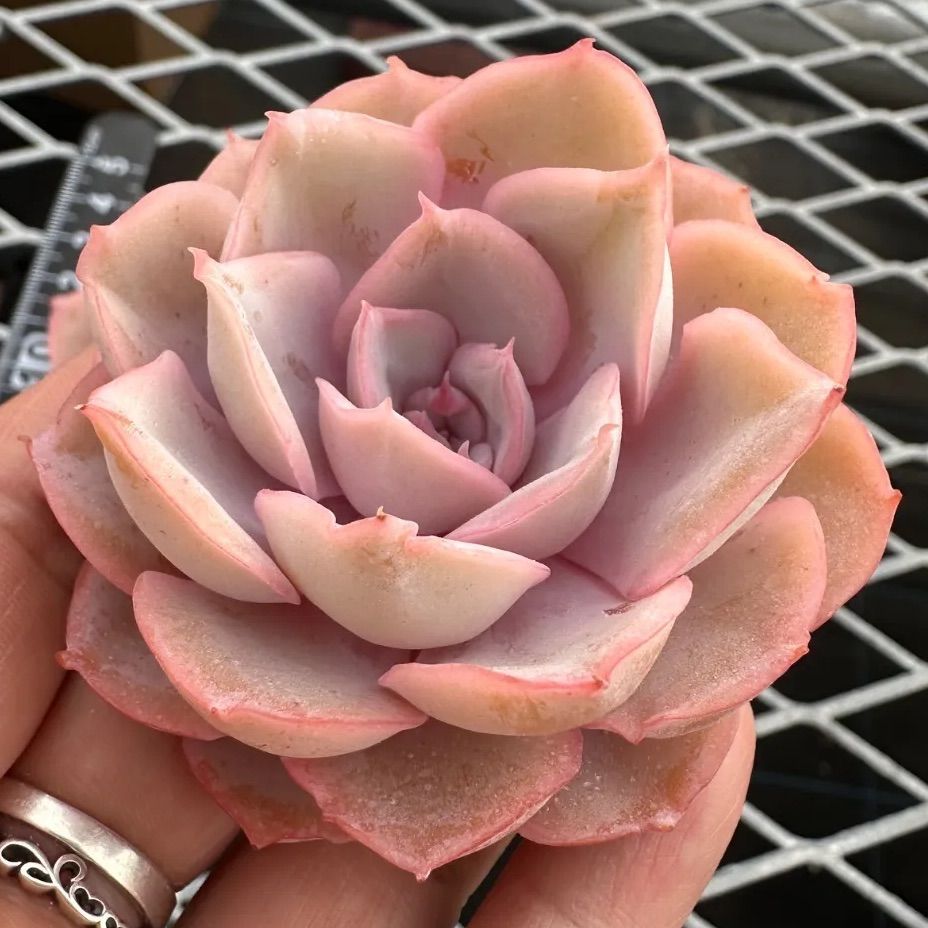 ピンキールミ◎多肉植物 カット苗 輸入苗 エケベリア等 ピンキー エケベリア カット苗 | 多肉植物カット苗の通販 | エケベリア