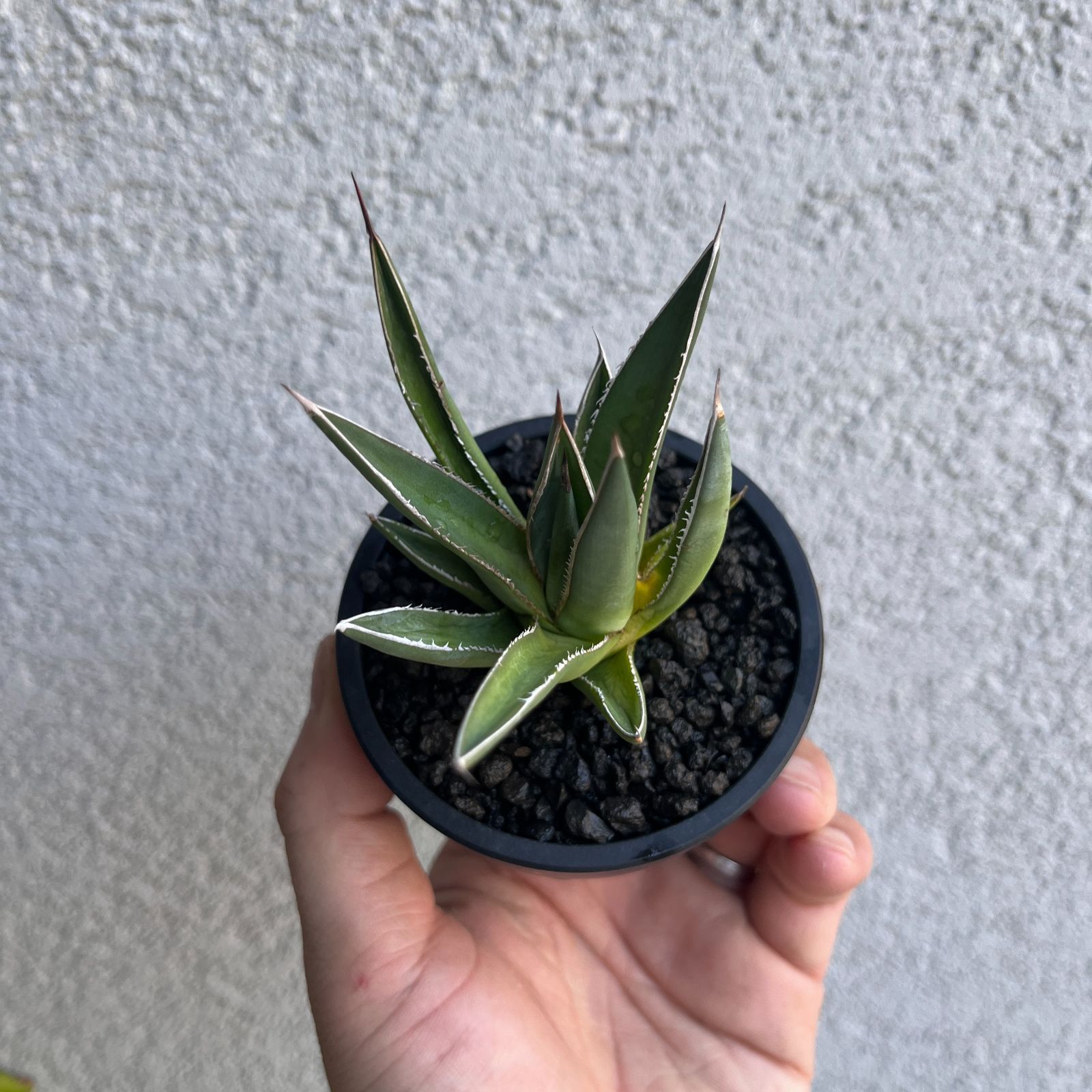 アガベ　ホリダ　実生 アガベ・ホリダ 実生株3年目｜Agave horrida Seedling46 - メルカリ