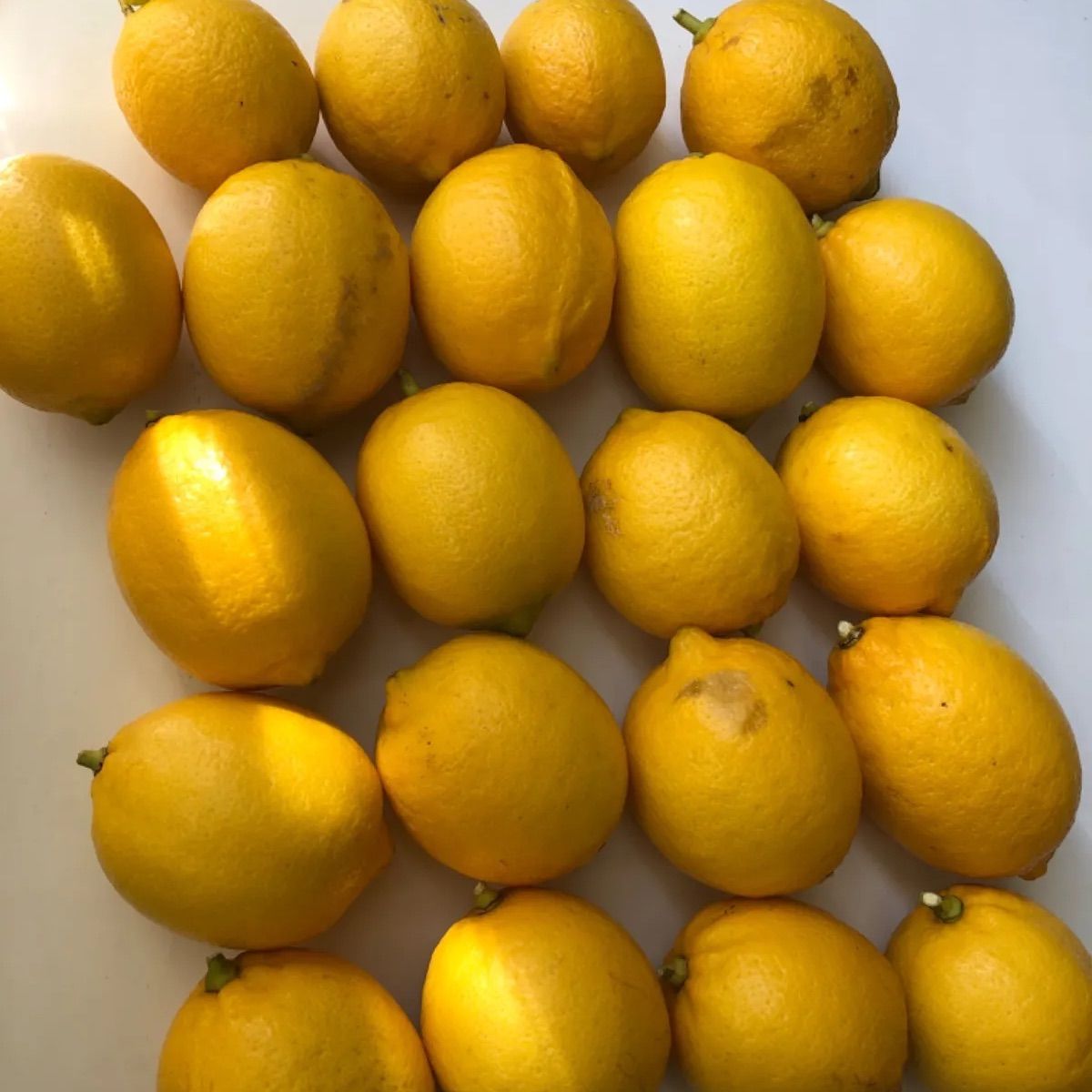 新しい到着 完全無農薬 国産レモン rahathomedesign.com