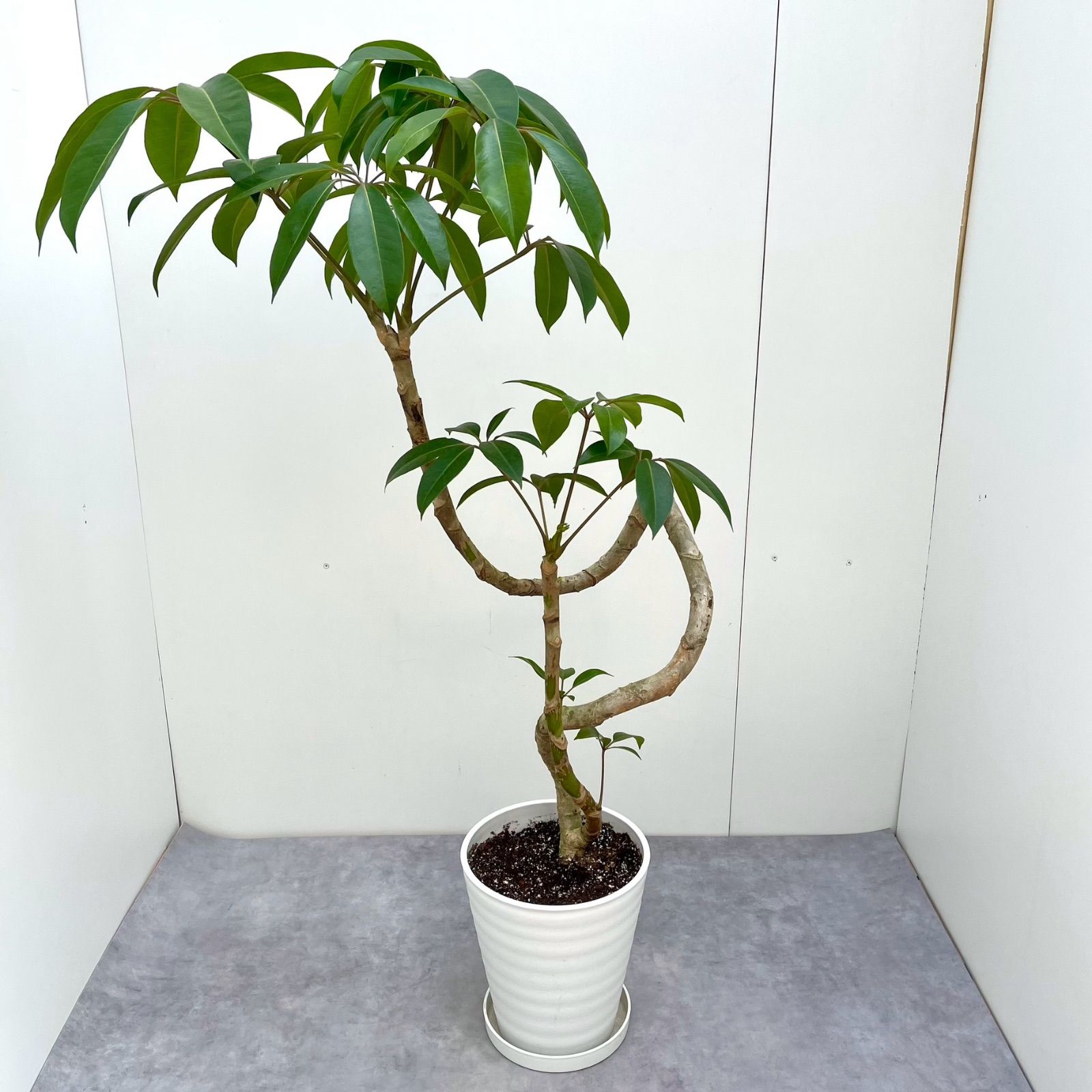 ツピタンサス シェフレラ ピュックレリ 曲がり 3【現品】観葉植物 室内 