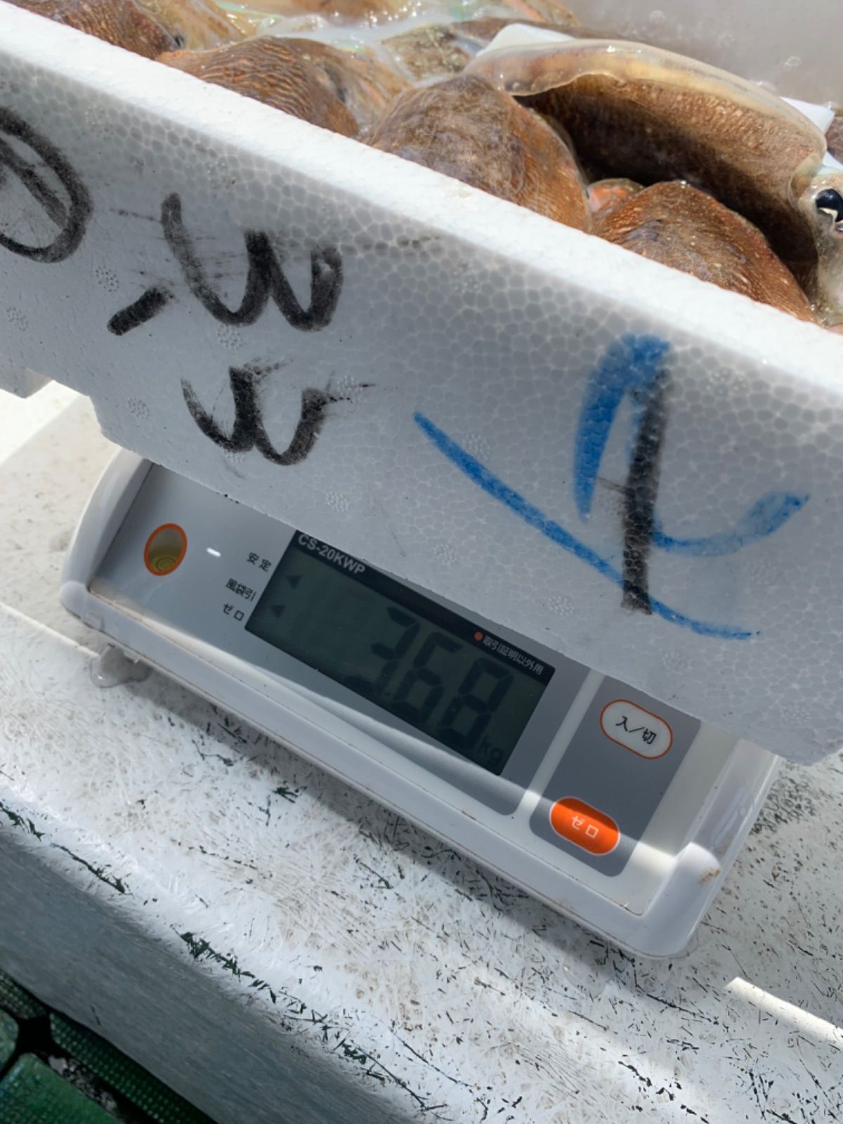 🌼再販🌼】お試し 愛媛 今治産 イカ 烏賊 詰め合わせ 鮮魚