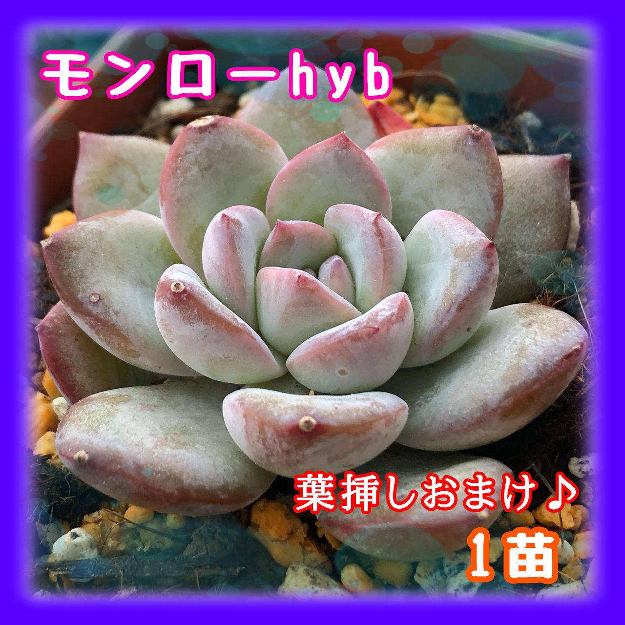 多肉植物 モンローhyb 1苗 抜き苗 - 黒猫yu-ri【多肉植物】 - メルカリ